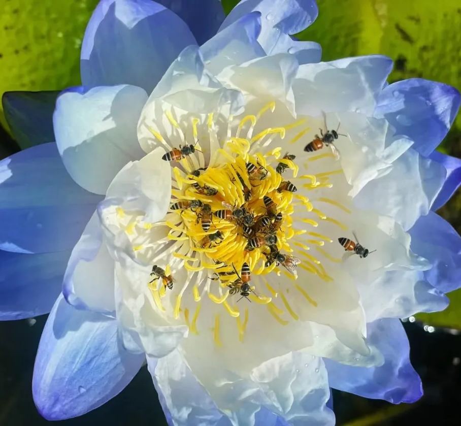 Giant Lotus Seeds💐Color Mixing