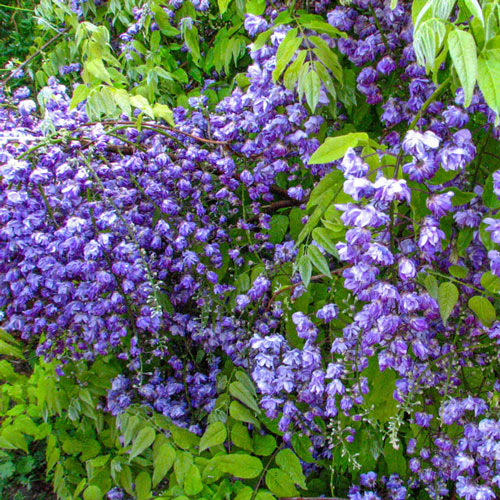 Wisteria flower seeds