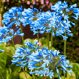 Garden Fairy Agapanthus