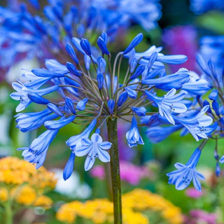 Garden Fairy Agapanthus