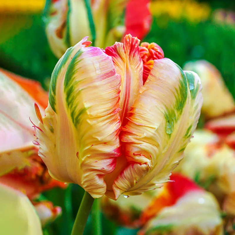 🌷Double  Feather Tulips Bulbs