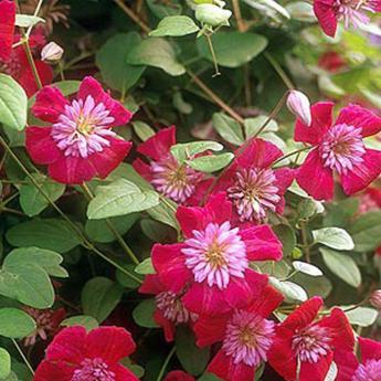 Avant Garde Clematis Seeds