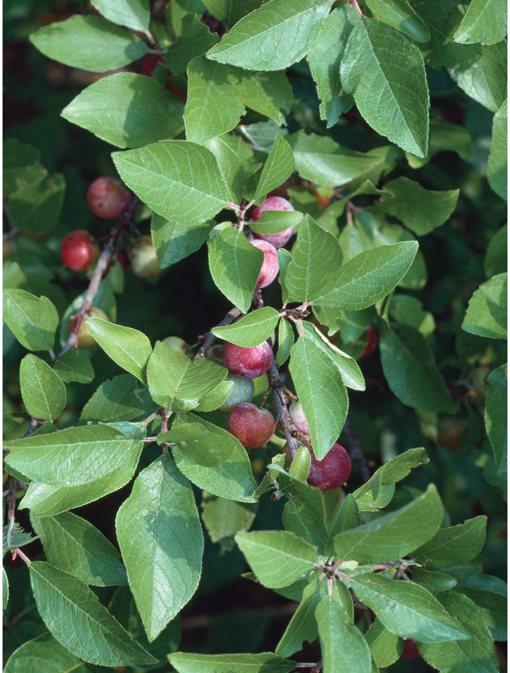 Prunus maritima-chloriseeds