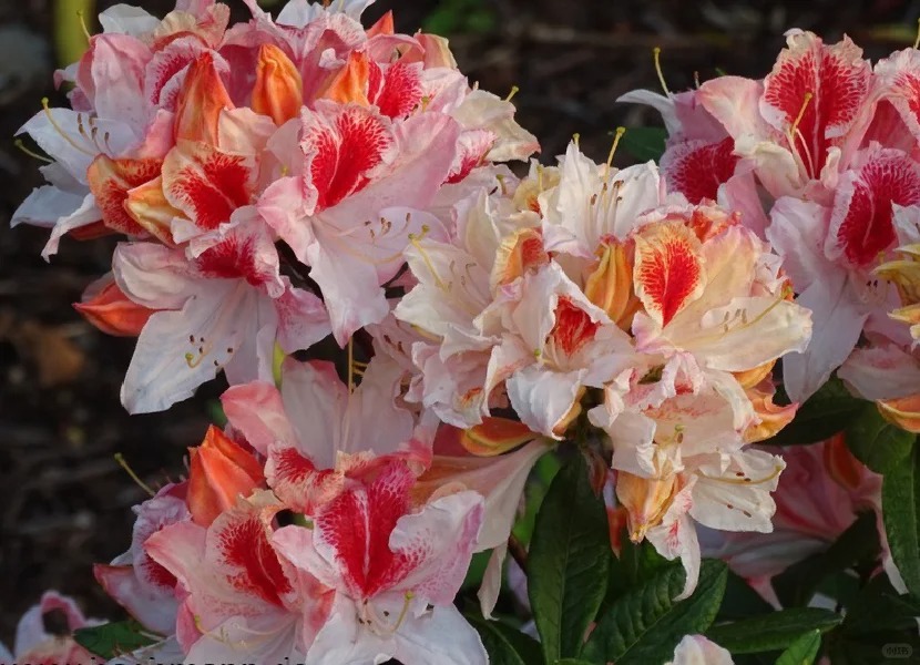 Deciduous Rhododendron