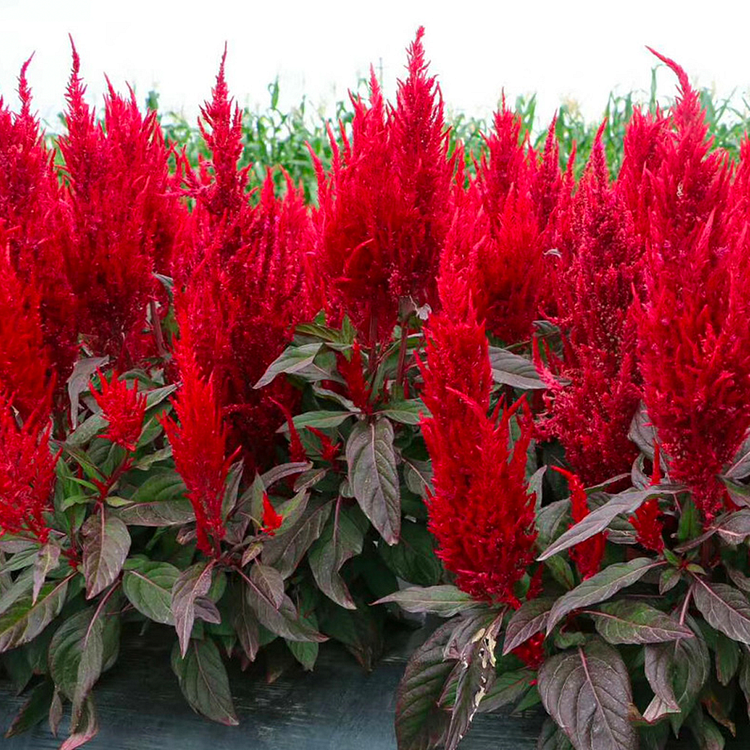 Pampas Plume Celosia Seeds
