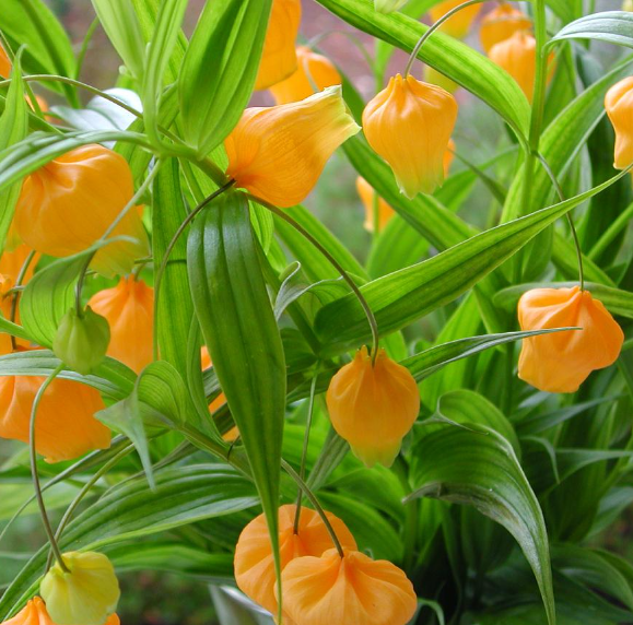 Sandersonia Aurantiaca Seeds