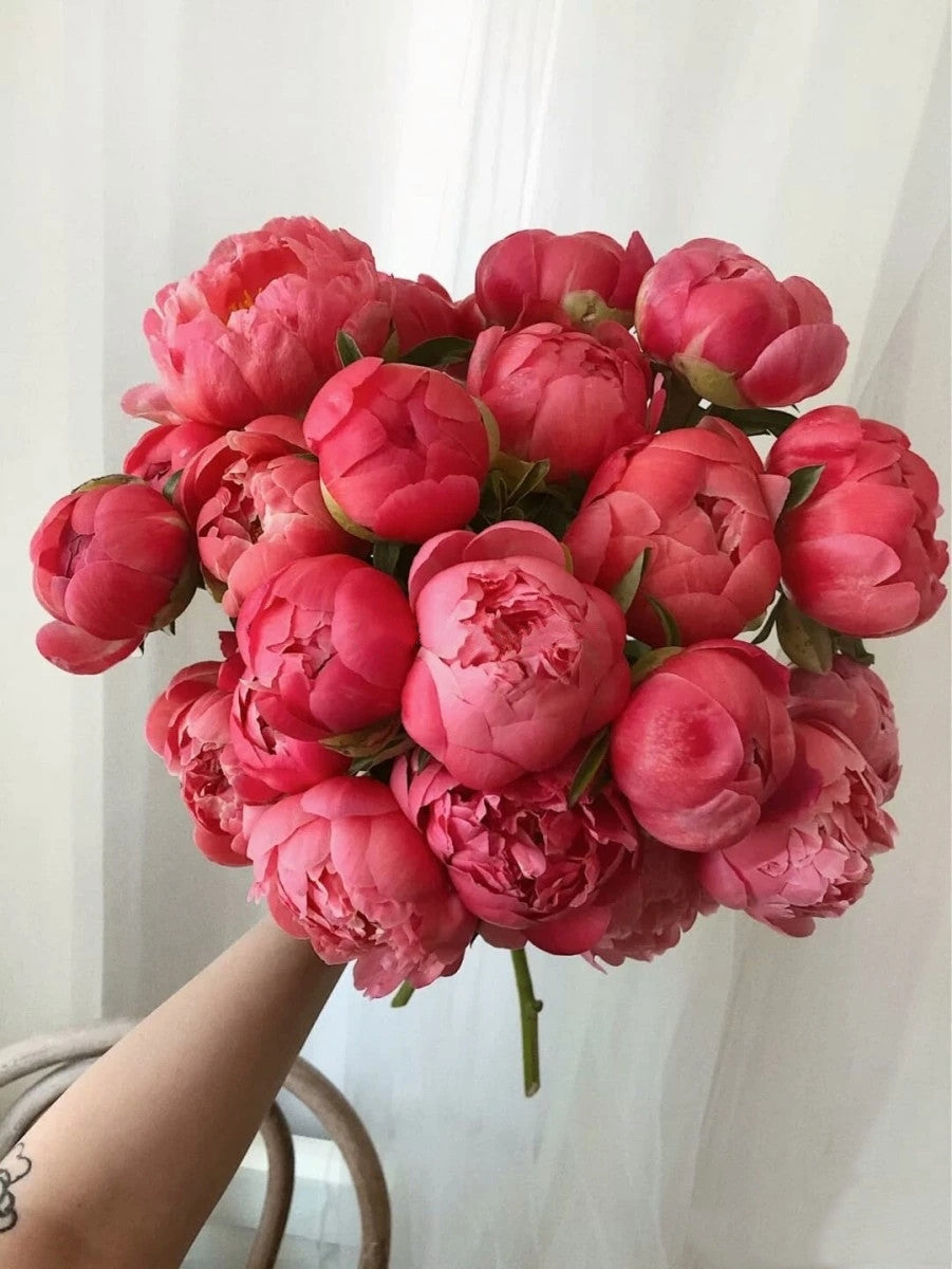 10Pcs Peony Flower Seeds Perennial Paeonia Suffruticosa Bonsai Plants Home Garden