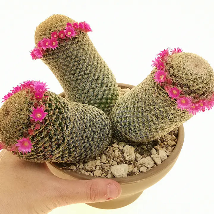 The Mammillaria Matudae Cactus Flower Plant Seeds-chloriseeds