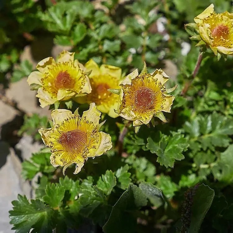 Rare Prairie Smoke Flower Seeds