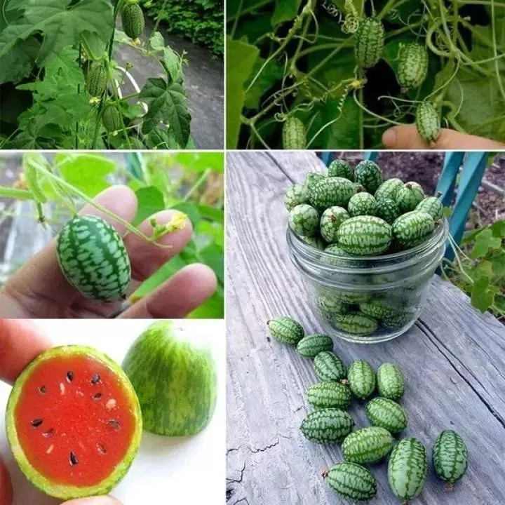 🔥64%OFF 🎉Most Popular Fruits Seeds in 2024🪴Each Pack 40 Seeds