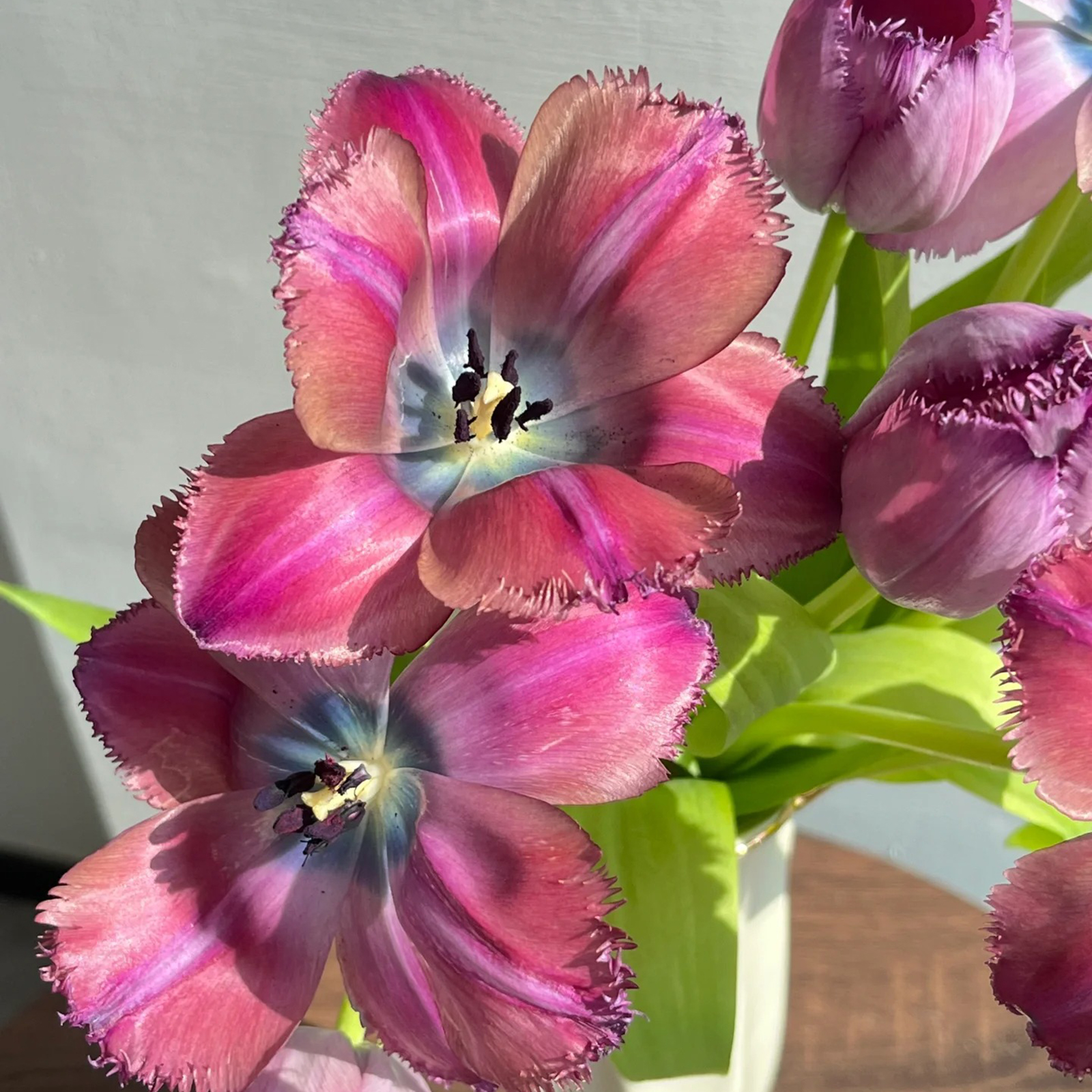 2024NEW🌷Frill Tulip seeds