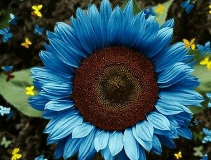 Blue Sunflower Seeds
