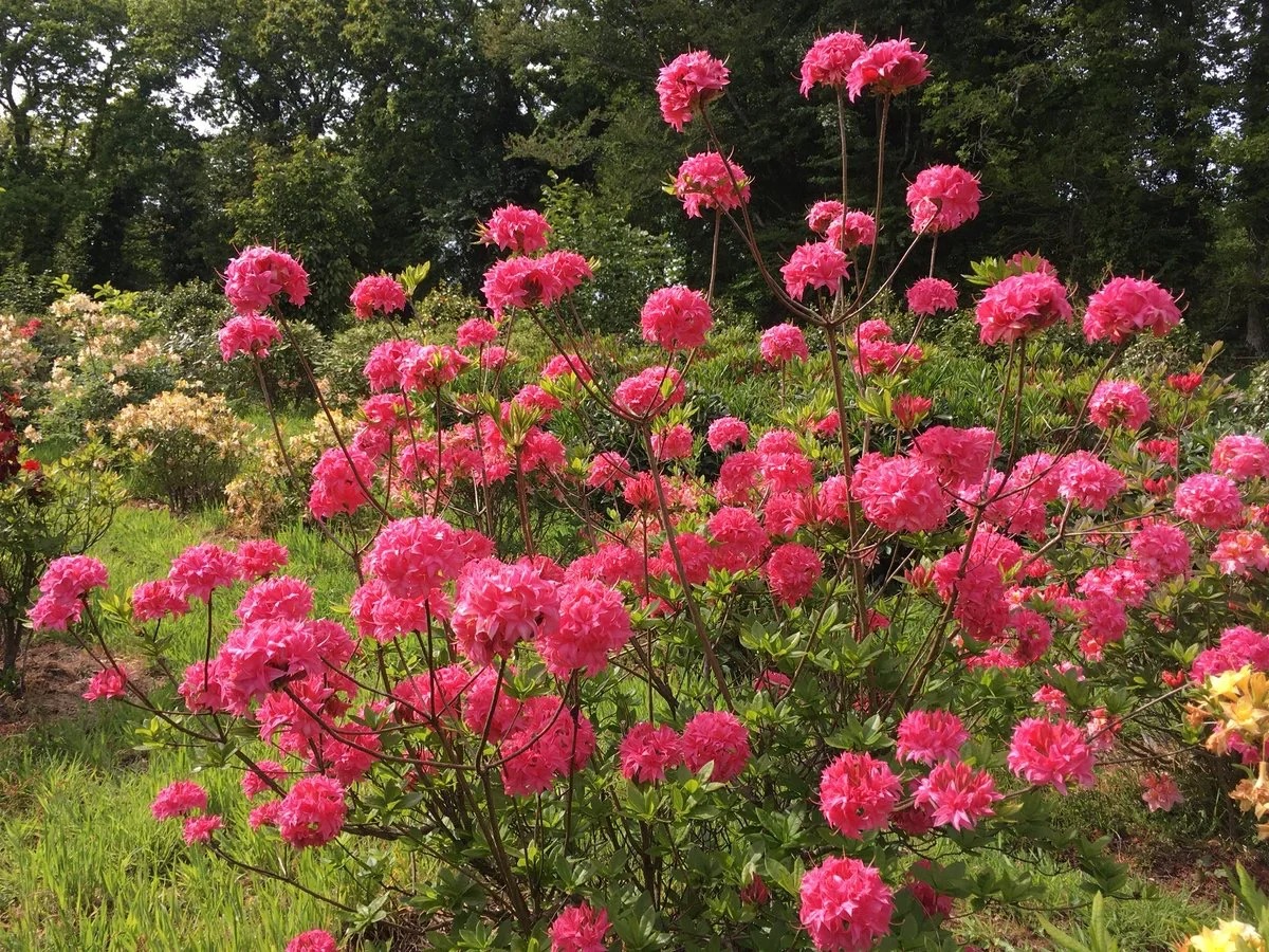 Deciduous Rhododendron