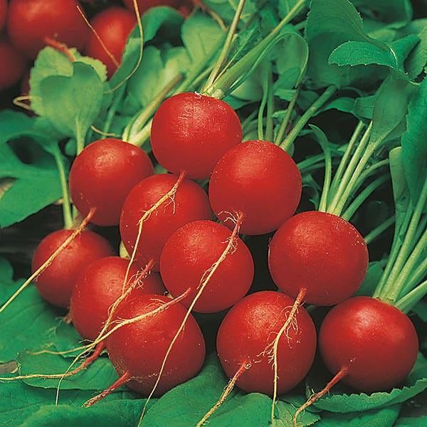 Radish Cherry Belle