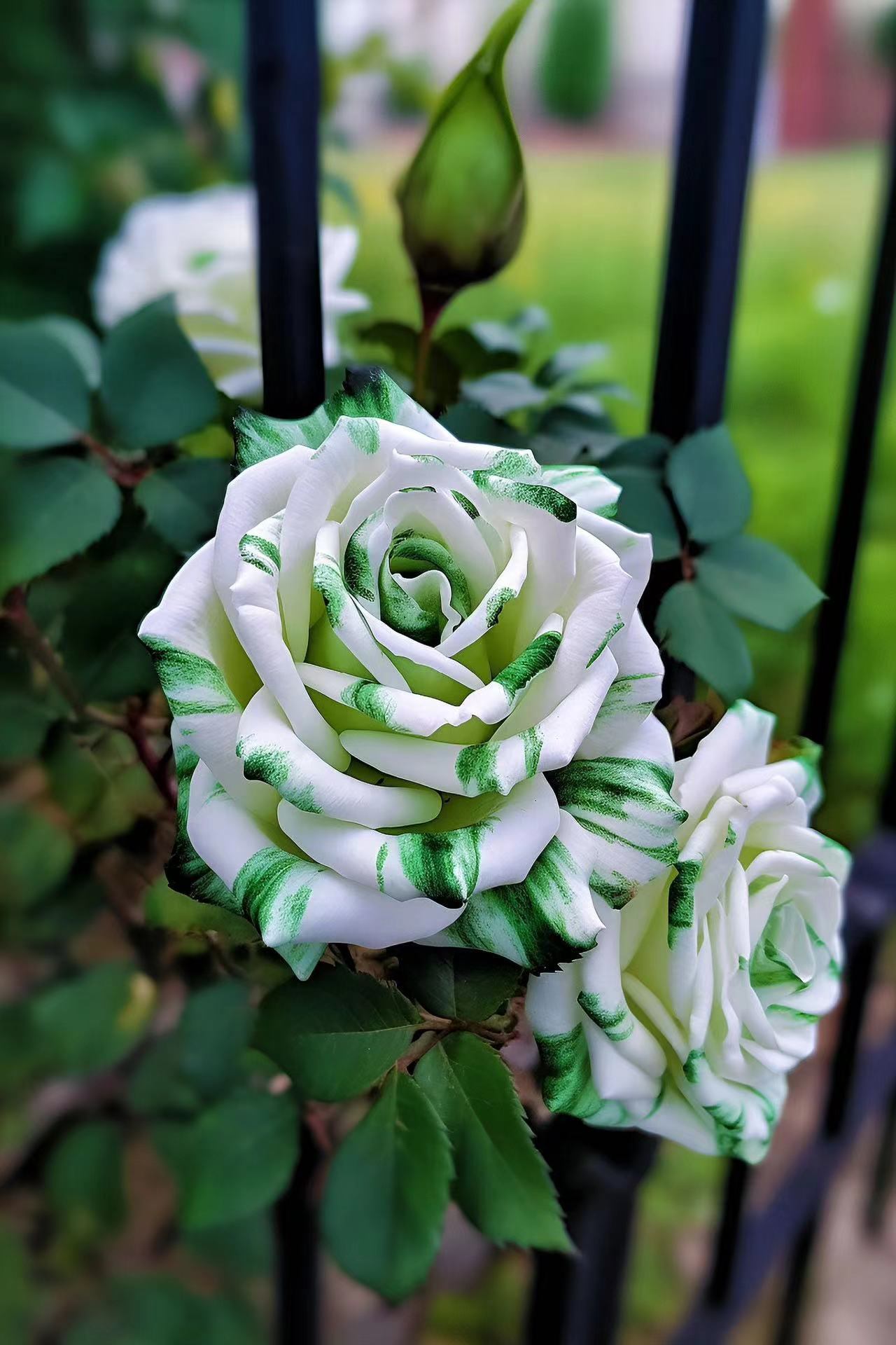 🤍Rare White and Green Twin Roses💚