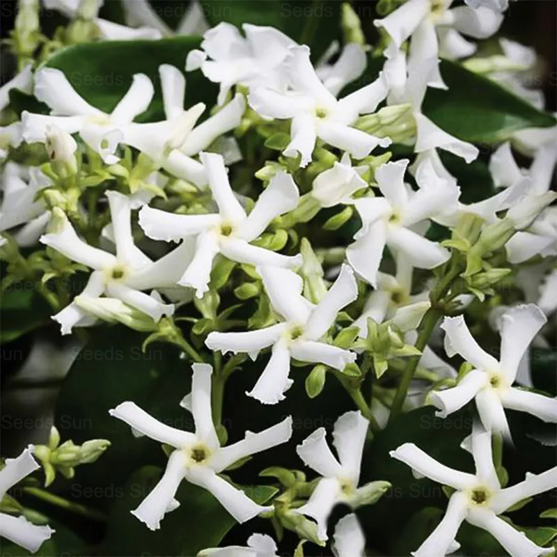 Windmill Jasmine Seeds