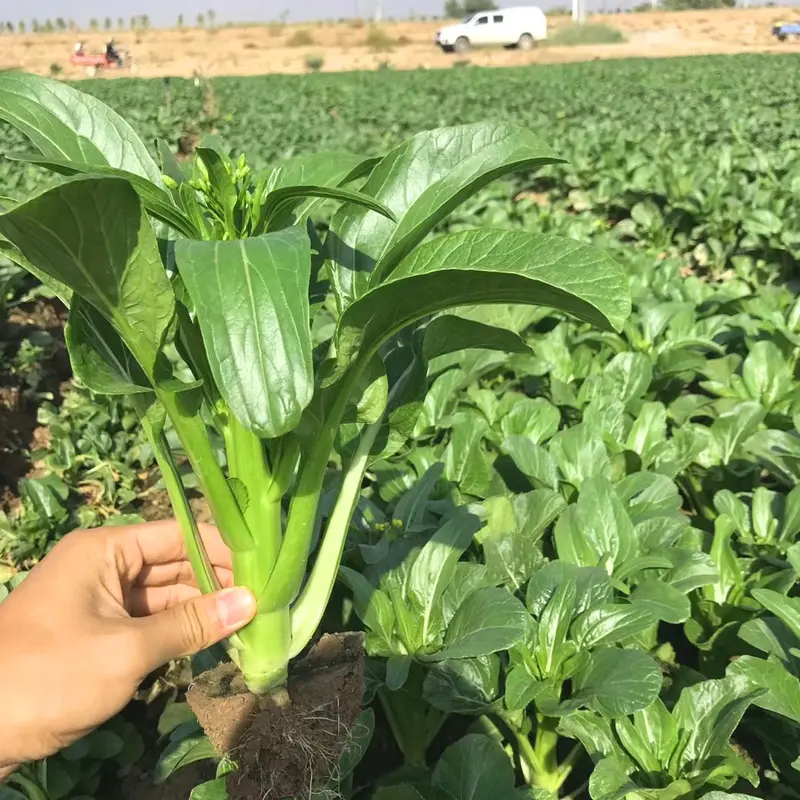 Four-Season Sweet Choy Sum Seeds