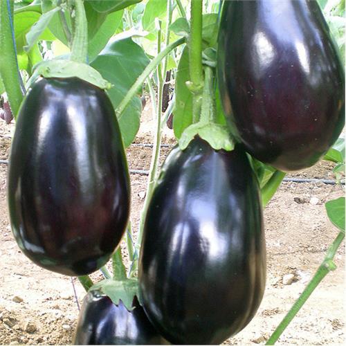 Eggplant Classic F1-chloriseeds