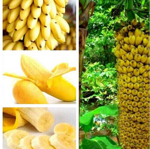 30pcs Dwarf Banana Seeds-chloriseeds