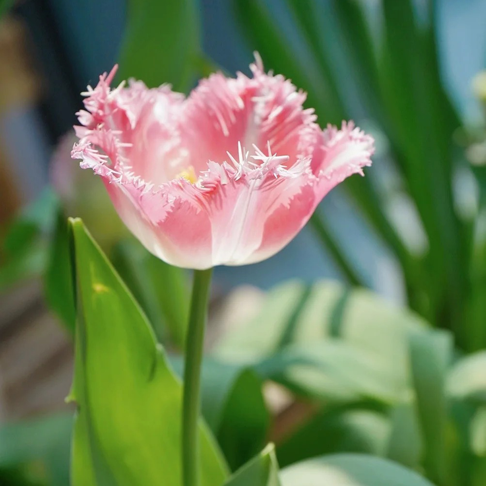 2024NEW🌷Frill Tulip seeds