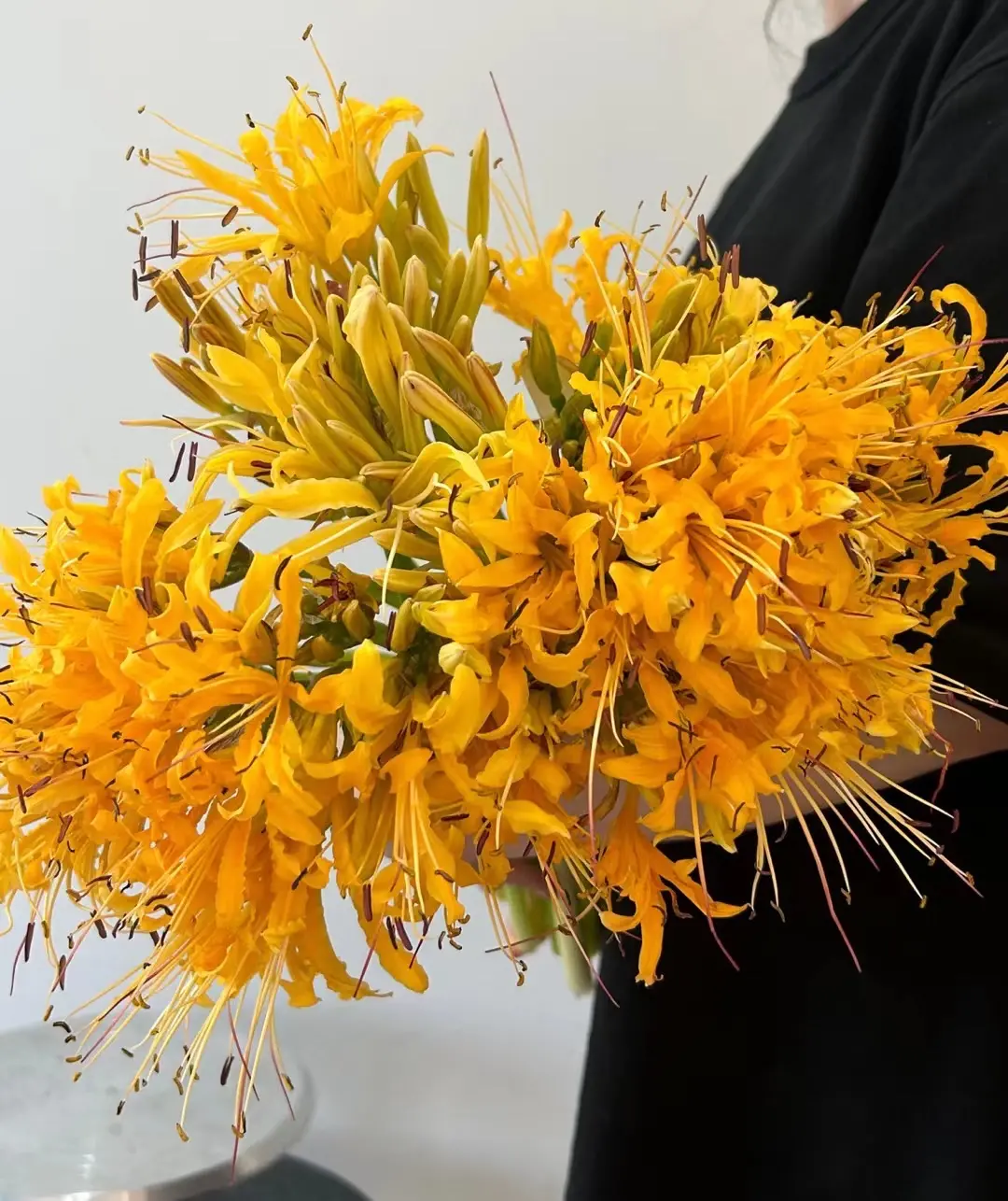 Rare Mandarava Bulbs  2/5 pcs