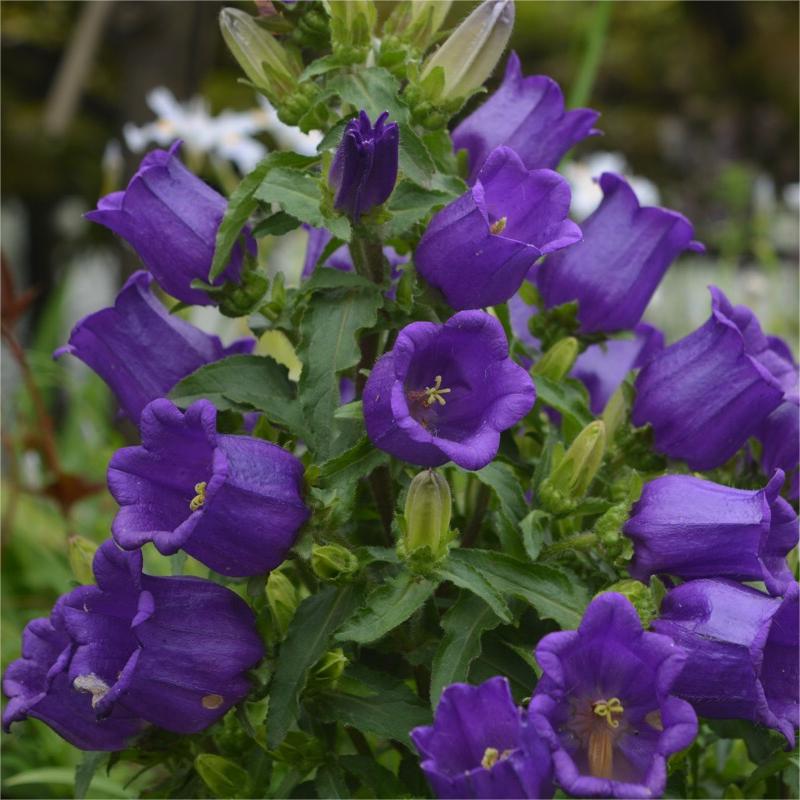 Chimes Flowers Seeds