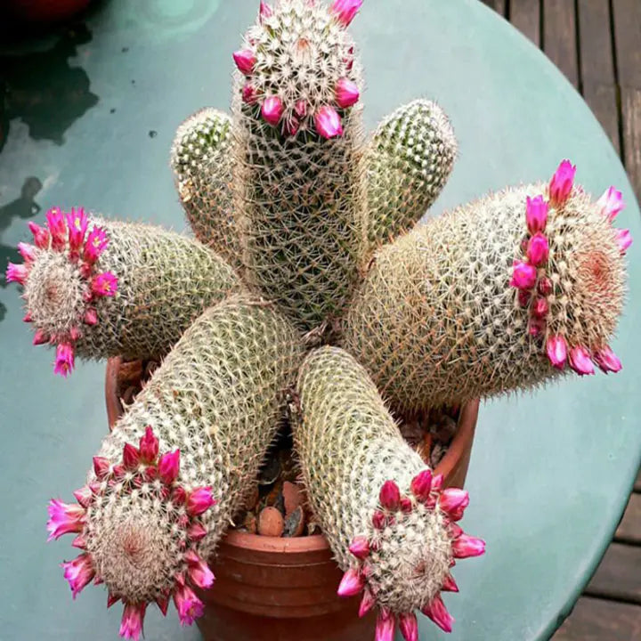The Mammillaria Matudae Cactus Flower Plant Seeds-chloriseeds