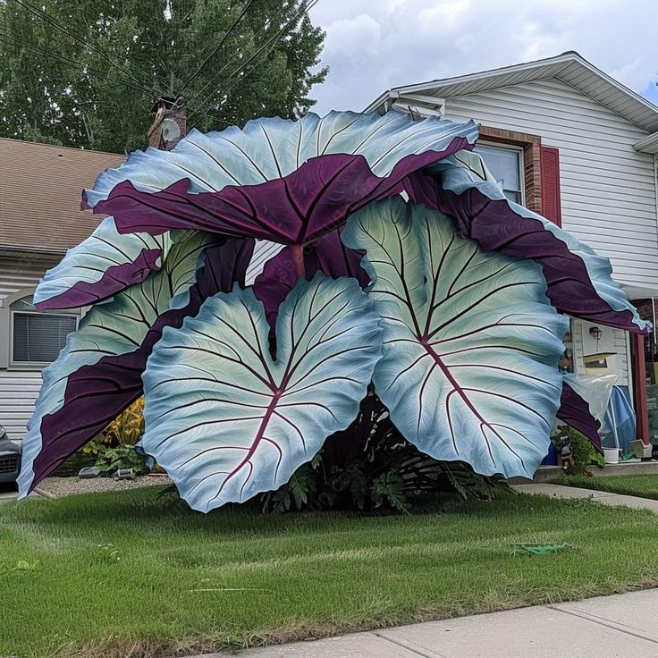 Rare Giant Caladium Seeds