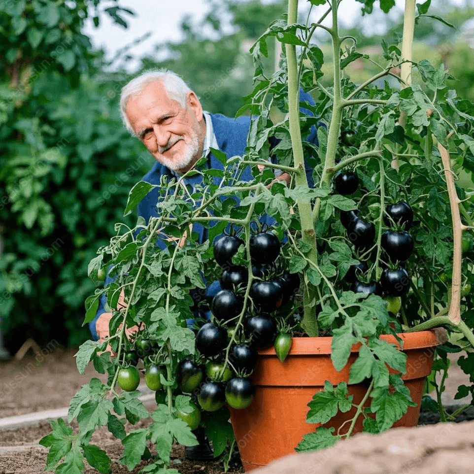 Giant Black Falls Tomato Seeds