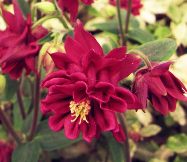 Aquilegia vulgaris 'Double Mix' Seeds