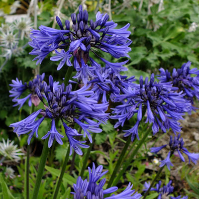 Garden Fairy Agapanthus