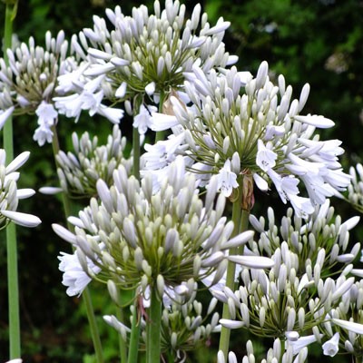 Garden Fairy Agapanthus