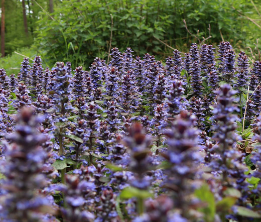 🌿 Ajuga Reptans Seeds – The Perfect Ground Cover for Any Garden! 🌸✨