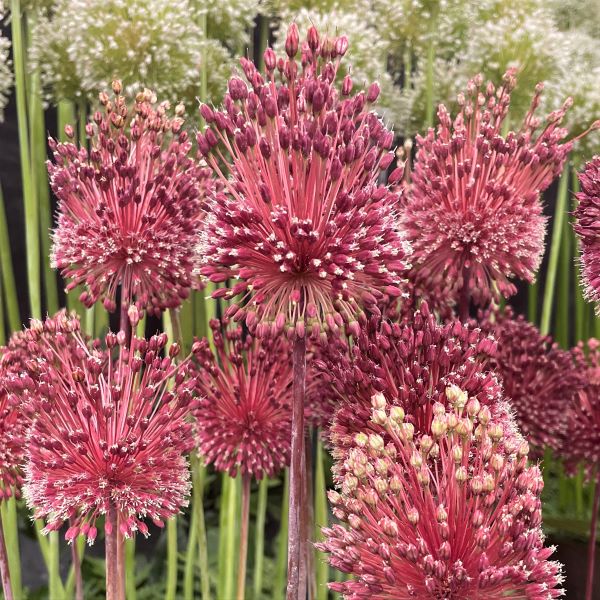 Allium Red Mohican