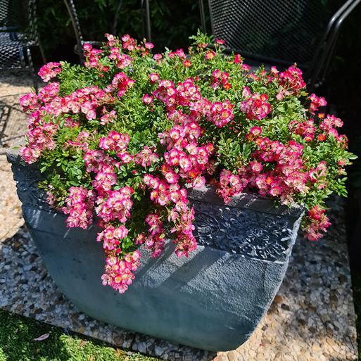 Alpin-Rose-chloriseeds