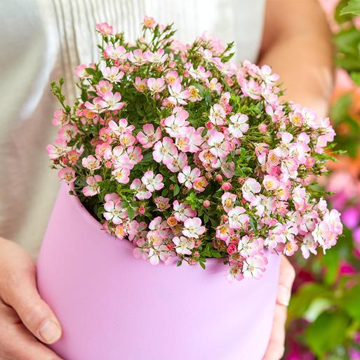 Alpin-Rose-chloriseeds