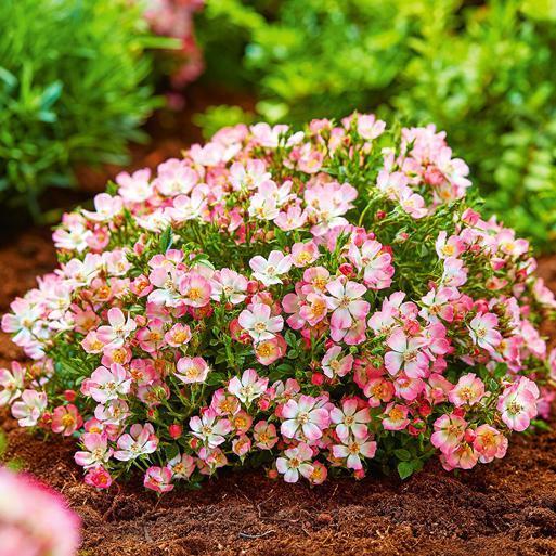 Alpin-Rose-chloriseeds