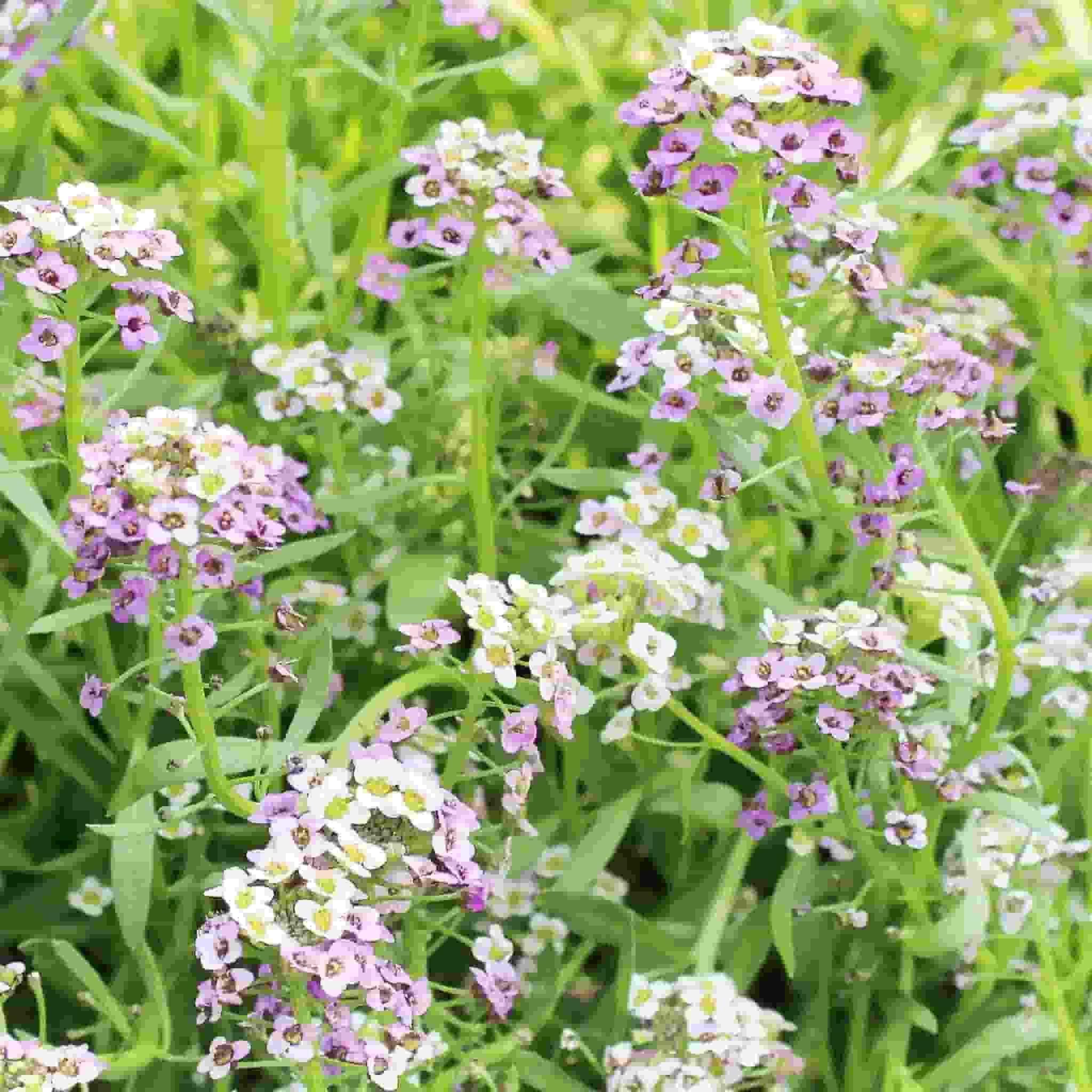 50Pcs Alyssum Seeds, Pastel Carpet-chloriseeds