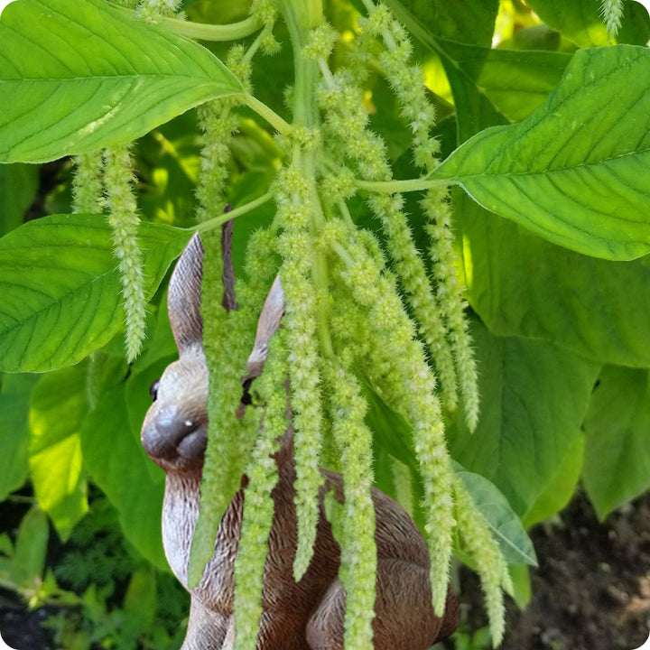 Amaranth Seeds - Emerald Tassels