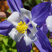 Aquilegia Mix Flower Seeds Outdoor Perennial