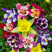 Aquilegia Mix Flower Seeds Outdoor Perennial
