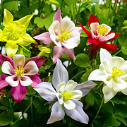 Aquilegia Mix Flower Seeds Outdoor Perennial