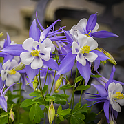 Aquilegia Mix Flower Seeds Outdoor Perennial