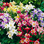 Aquilegia Mix Flower Seeds Outdoor Perennial