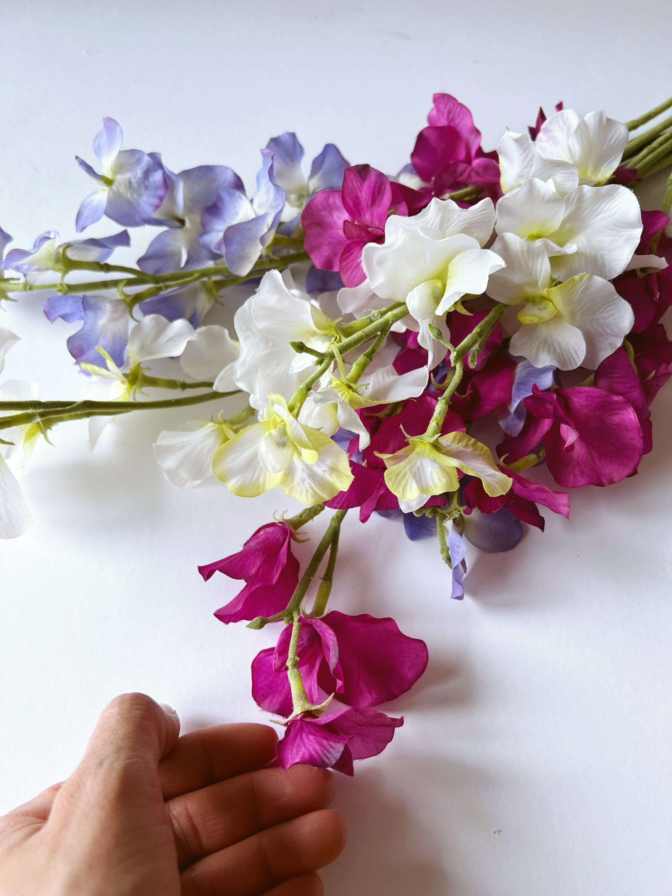 Multi Color Sweet Pea Flower Seeds