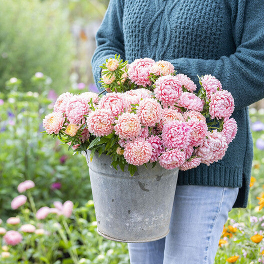 Aster Seeds (Peony Duchess) - Apricot-chloriseeds