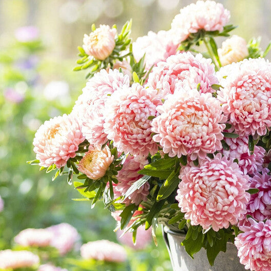 Aster Seeds (Peony Duchess) - Apricot-chloriseeds