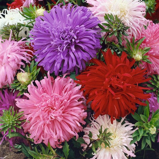 China Aster Seeds - Ostrich Feather Mix-chloriseeds