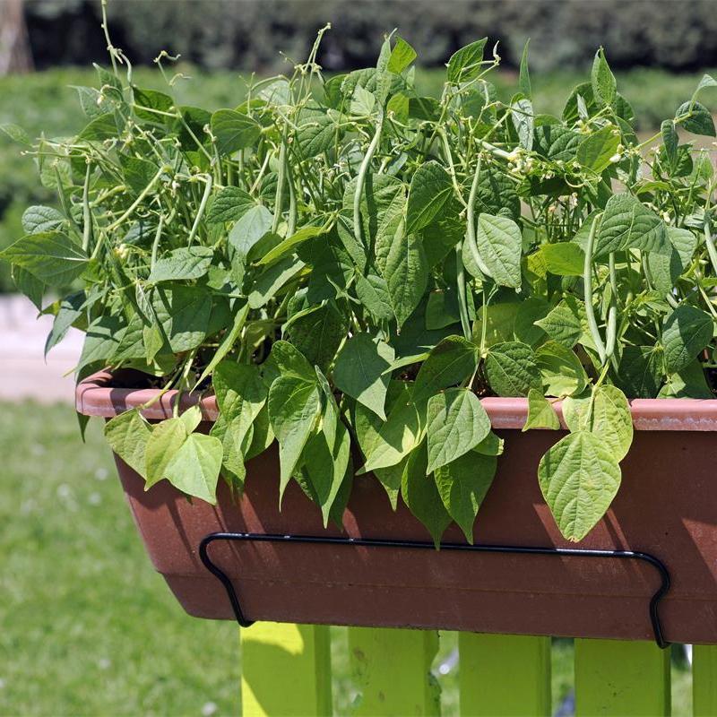 Container Bush Beans French Mascotte-chloriseeds