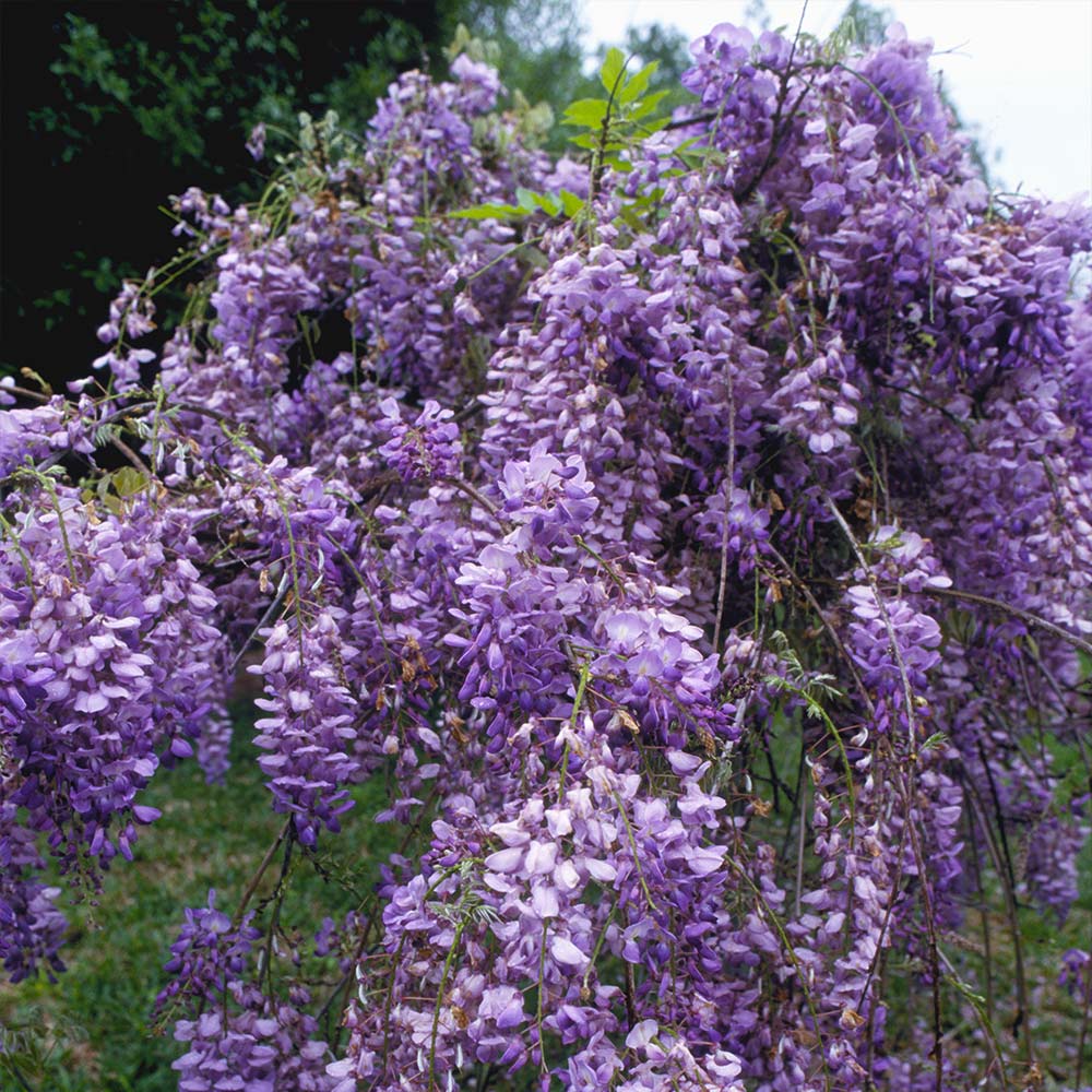 Wisteria flower seeds